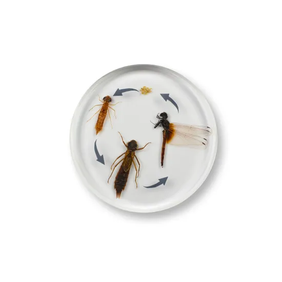 Round Dragonfly Life Cycle - Modern Teaching Aids NZ