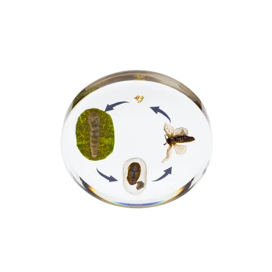 Round Moth Life Cycle - Modern Teaching Aids NZ