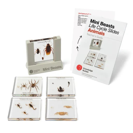 Mini Beast Life Cycle Slides & Viewer - Animals - Modern Teaching Aids NZ
