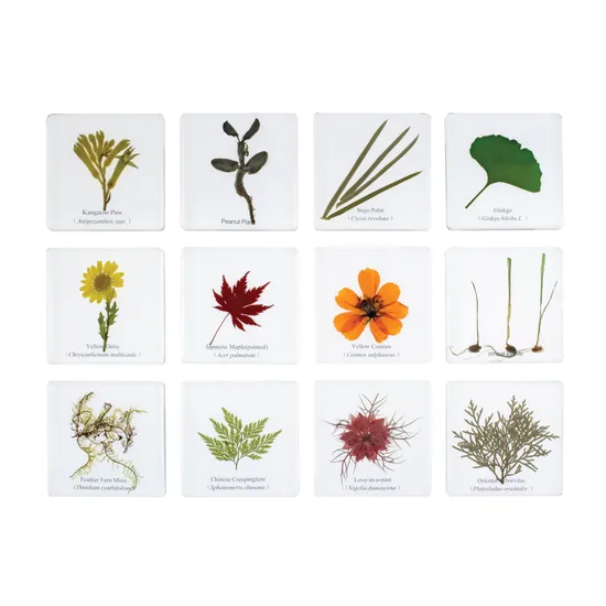 Plant Kingdom Slides - Modern Teaching Aids NZ