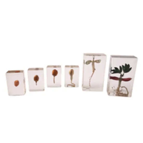 Life Cycle of the Peanut - Modern Teaching Aids NZ