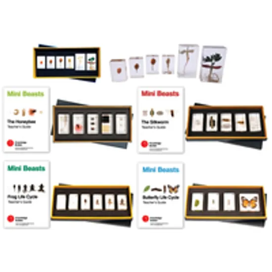 Mini Beasts Super Life Cycle Kit - Set of 5 - Modern Teaching Aids NZ