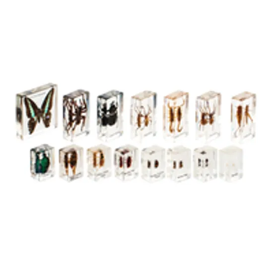 Mini Beasts Insects and Spiders - Large Set - Modern Teaching Aids NZ