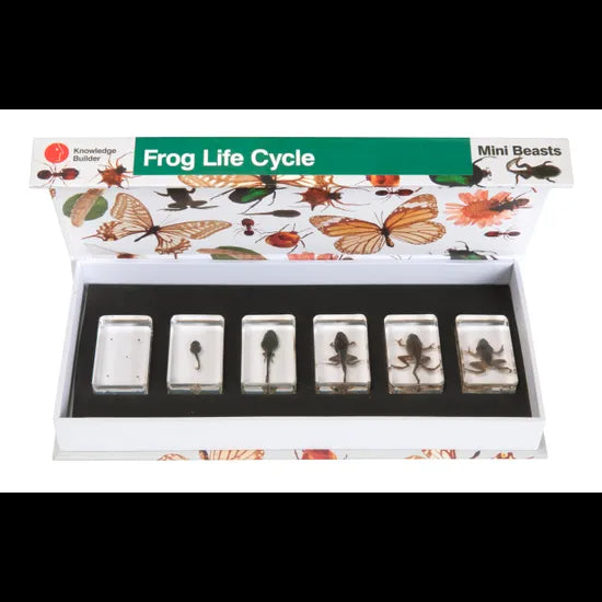 Mini Beasts Frog Life Cycle - Modern Teaching Aids NZ