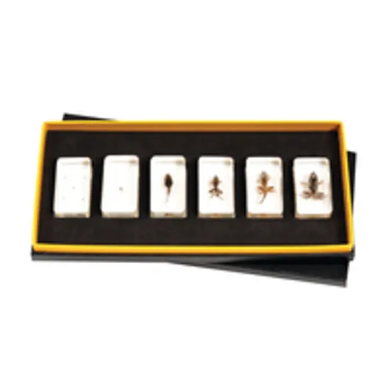 Mini Beasts Frog Life Cycle - Modern Teaching Aids NZ