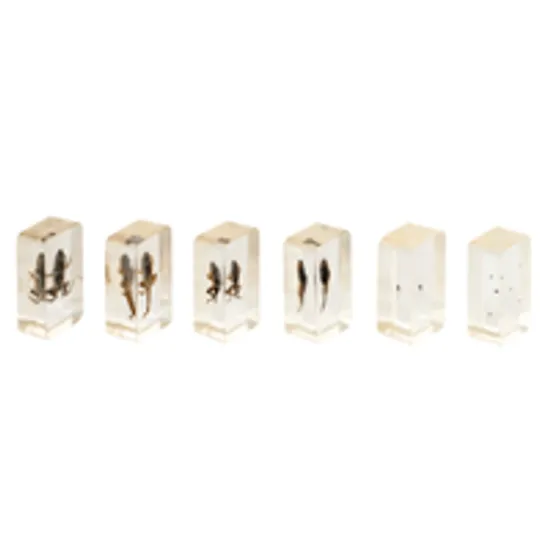 Mini Beasts Frog Life Cycle - Modern Teaching Aids NZ