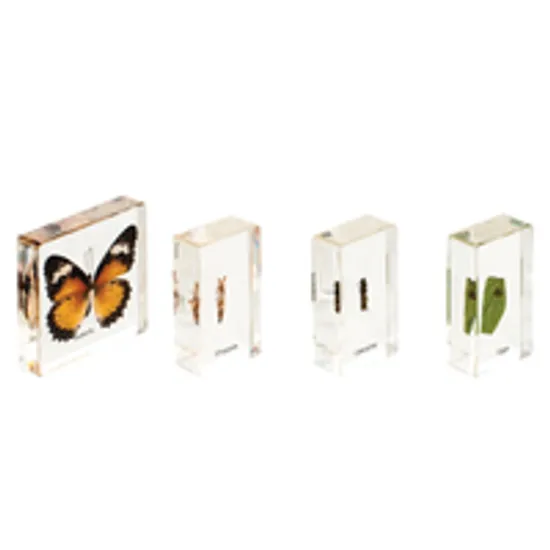 Mini Beasts Butterfly Life Cycle - Modern Teaching Aids NZ