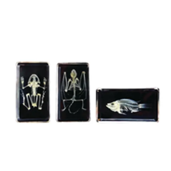 Mini Beasts Skeletons - Set of 3 - Modern Teaching Aids NZ