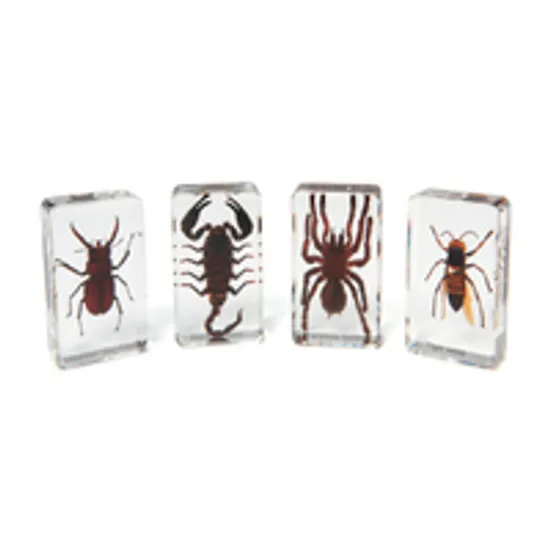 Mini Beasts - Creepy Critters - Modern Teaching Aids NZ