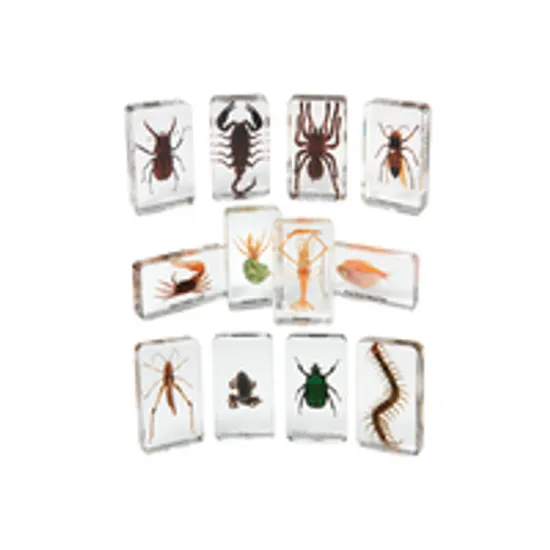 Mini Beasts Critters Kit - Modern Teaching Aids NZ