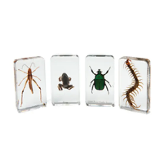 Mini Beast - Garden Critters - Modern Teaching Aids NZ