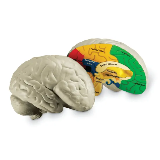 Soft Foam Cross-Section Human Brain Model - Modern Teaching Aids NZ