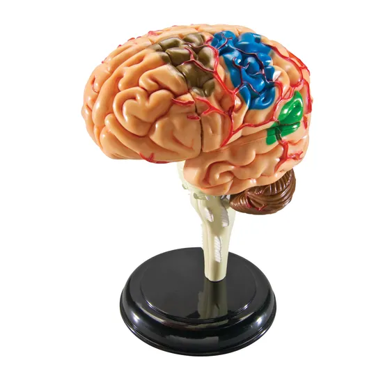Brain Anatomy Model brain-anatomy-model