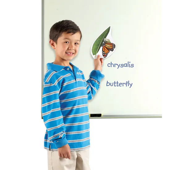 Giant Magnetic Butterfly Life Cycle Set - 9 Pieces - Modern Teaching Aids NZ