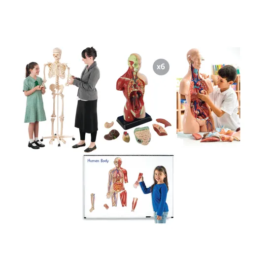 Human Anatomy & Skeleton Class Pack - Modern Teaching Aids NZ