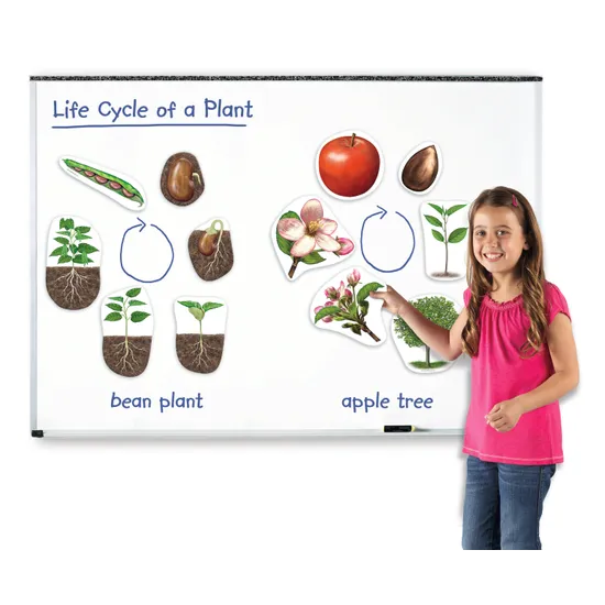 Giant Magnetic Plant Life Cycle Set - 12 Pieces - Modern Teaching Aids NZ