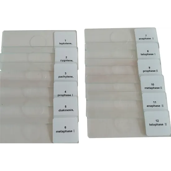 Slide Set - Meiosis of Onion - 12 pieces - Modern Teaching Aids NZ