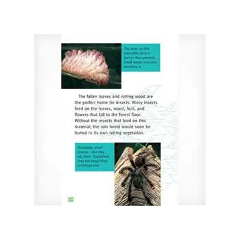 The Living Rain Forest Level 25-26 - Modern Teaching Aids NZ