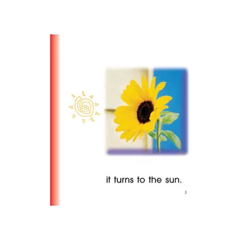 Sunflower - Modern Teaching Aids NZ