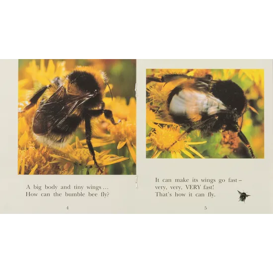 Bumble Bee Level 6-8 - Modern Teaching Aids NZ