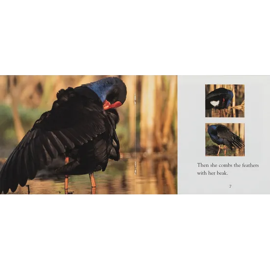 Swamp Hen - Modern Teaching Aids NZ