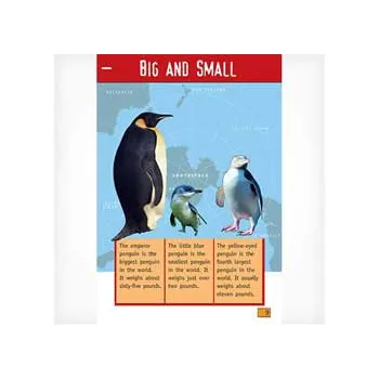 Saving the Yellow Eye Level 23-24 - Modern Teaching Aids NZ