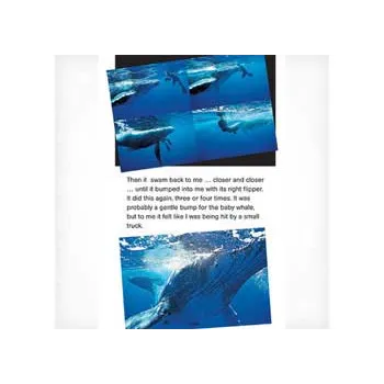 Whale Tales Level 29-30 - Modern Teaching Aids NZ
