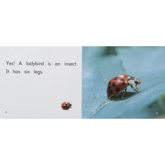 Is It an Insect? Level 3-5 - Modern Teaching Aids NZ