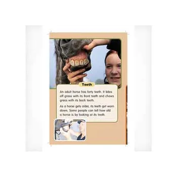 Horse Power Level 21-22 - Modern Teaching Aids NZ