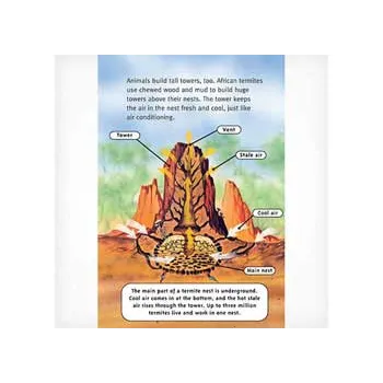 The First Builders Level 21-22 - Modern Teaching Aids NZ