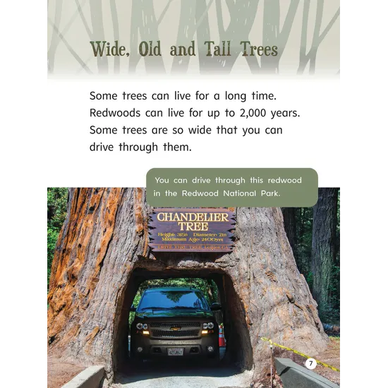 Tall Trees - Modern Teaching Aids NZ