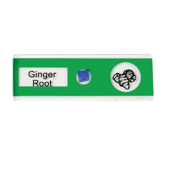 Prepared Slides - Vegetables PK12 - Modern Teaching Aids NZ