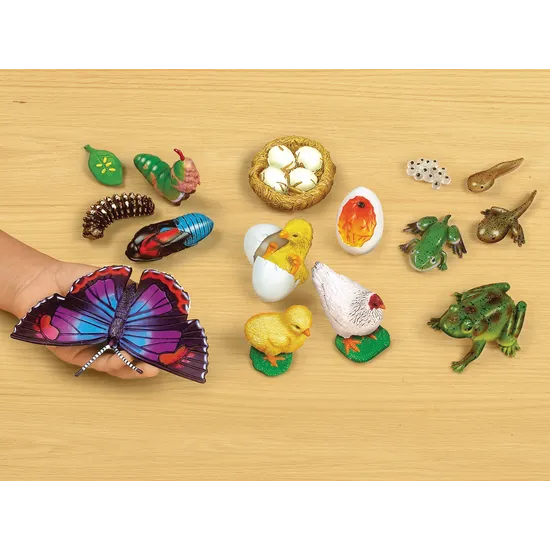 Life Cycle Sequencing Kit - Modern Teaching Aids NZ