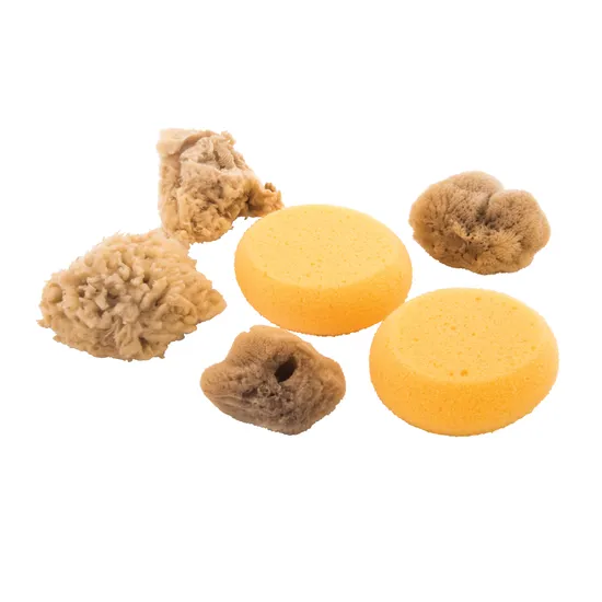 Watercolour Sponges - Set of 6 - Modern Teaching Aids NZ