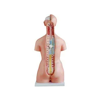 Real Life Size Unisex Human Torso - 23 Parts - Modern Teaching Aids NZ