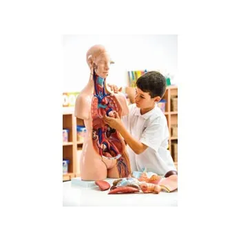 Real Life Size Unisex Human Torso - 23 Parts - Modern Teaching Aids NZ