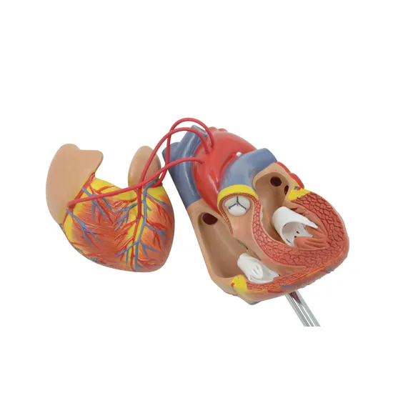 Human Heart - Life Size Model - 2 Parts - Modern Teaching Aids NZ