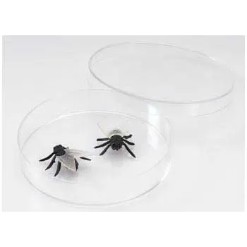 Petri Dish - 7 cm, Pack of 25 - Modern Teaching Aids NZ
