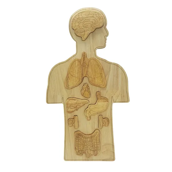 Human Anatomy Puzzle - Modern Teaching Aids NZ