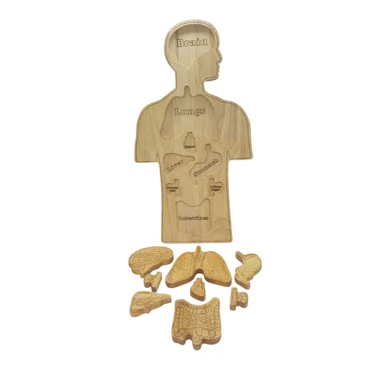 Human Anatomy Puzzle - Modern Teaching Aids NZ