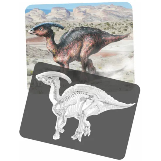Discover Dinosaurs Picture Cards & X-Rays - Modern Teaching Aids NZ