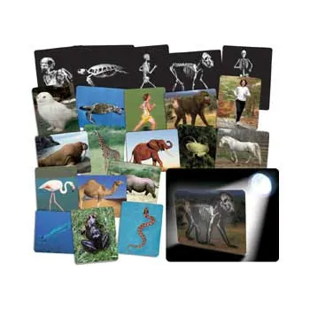 What's Inside Animals? - Modern Teaching Aids NZ