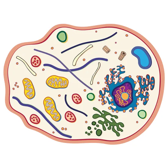 See-through Animal Cell - Modern Teaching Aids NZ