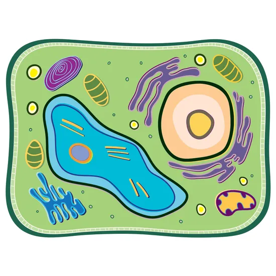 See-through Plant Cell - Modern Teaching Aids NZ