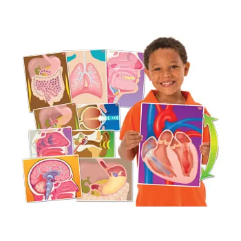 My Body In Action - Set of 10 Cards - Modern Teaching Aids NZ