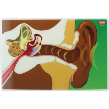 My Body In Action - Set of 10 Cards - Modern Teaching Aids NZ