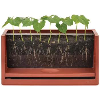 Vegetable Root Viewer - Modern Teaching Aids NZ