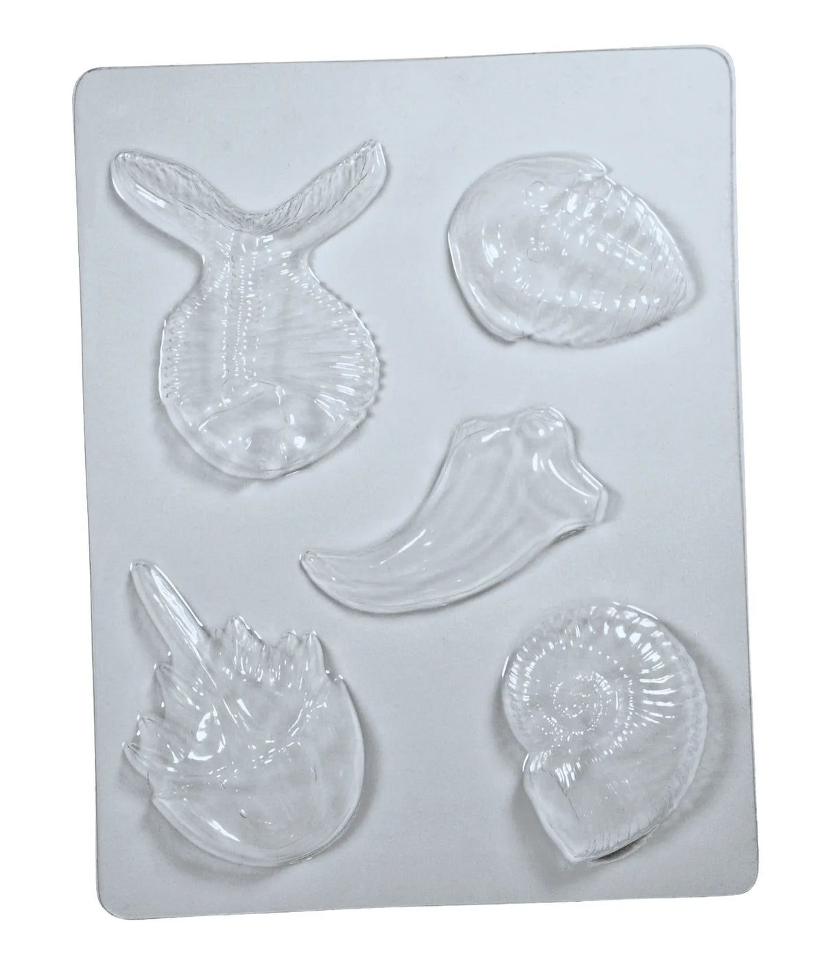 Fossil Molds - Modern Teaching Aids NZ