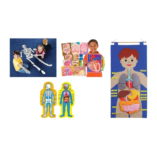 Introduction to Anatomy Kit