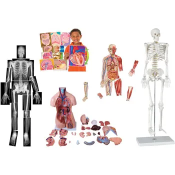 Human Anatomy Kit - Modern Teaching Aids NZ